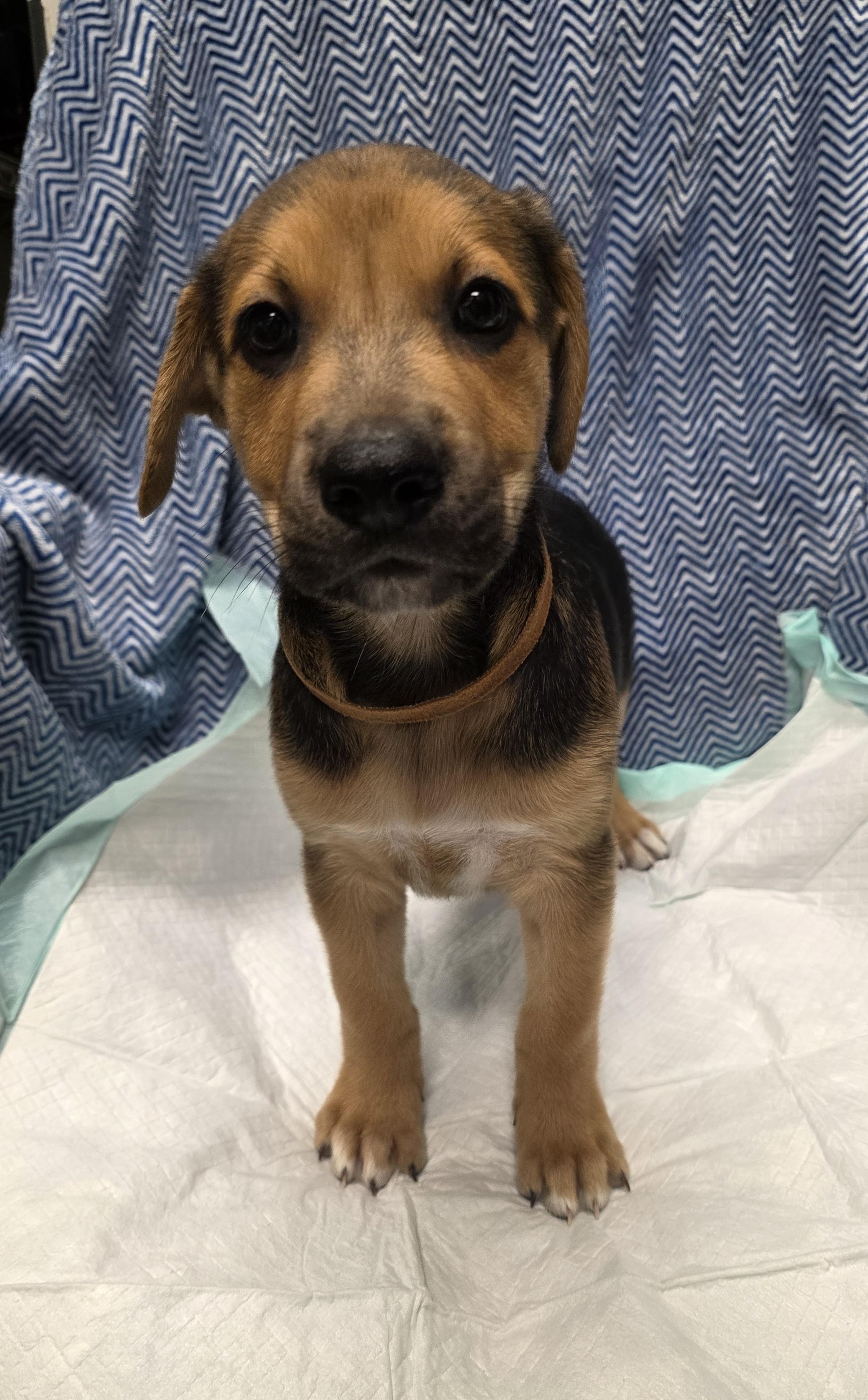 Enlarge Aries, a Adoptable mixed breed in Garland, TX image 4/6