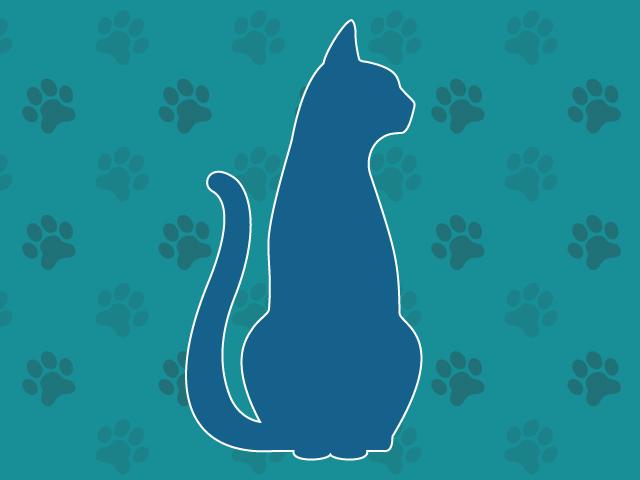 COCO, Adoptable, Kitten Male Domestic Short Hair.