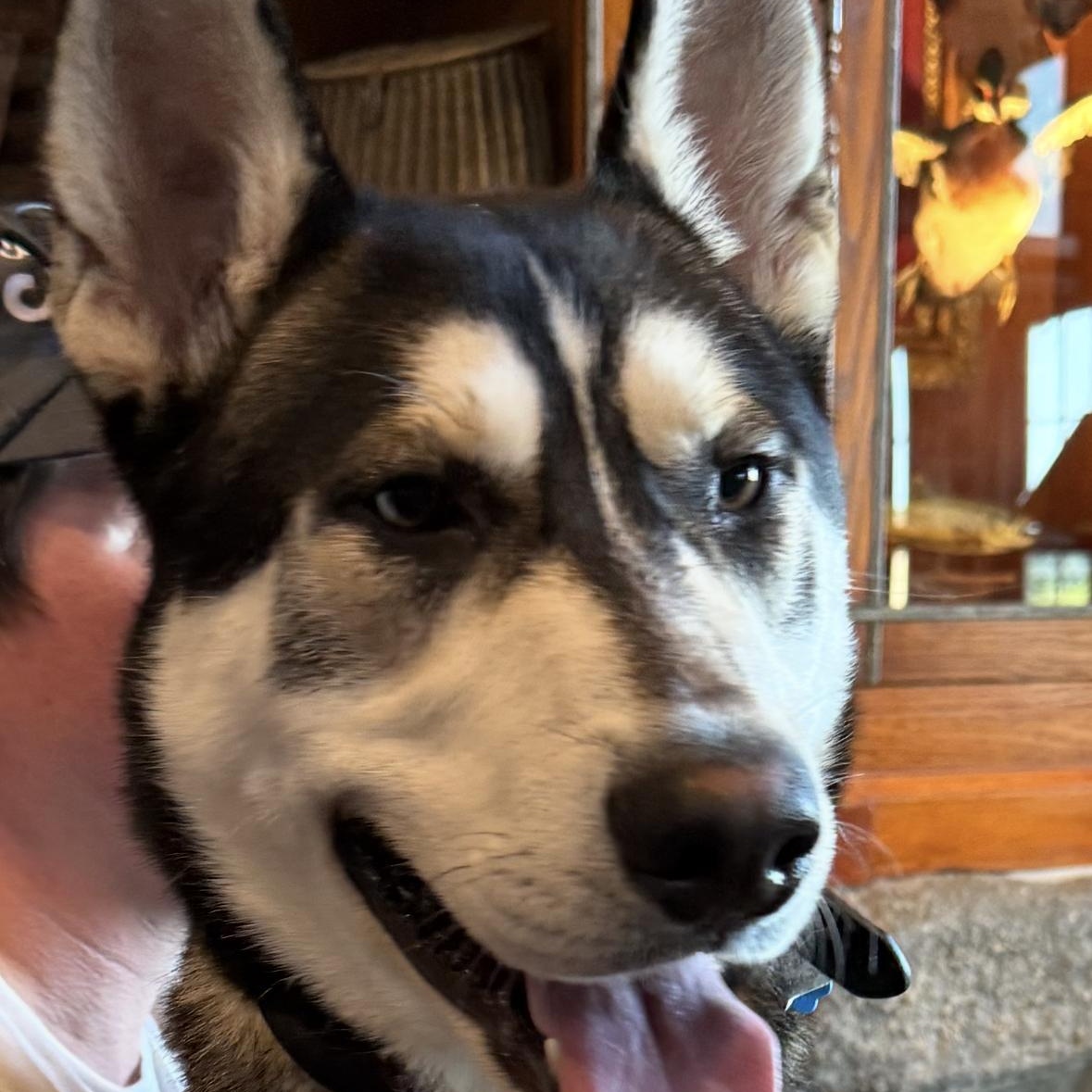 Bandido, Adoptable, Young Male Husky & Shepherd.