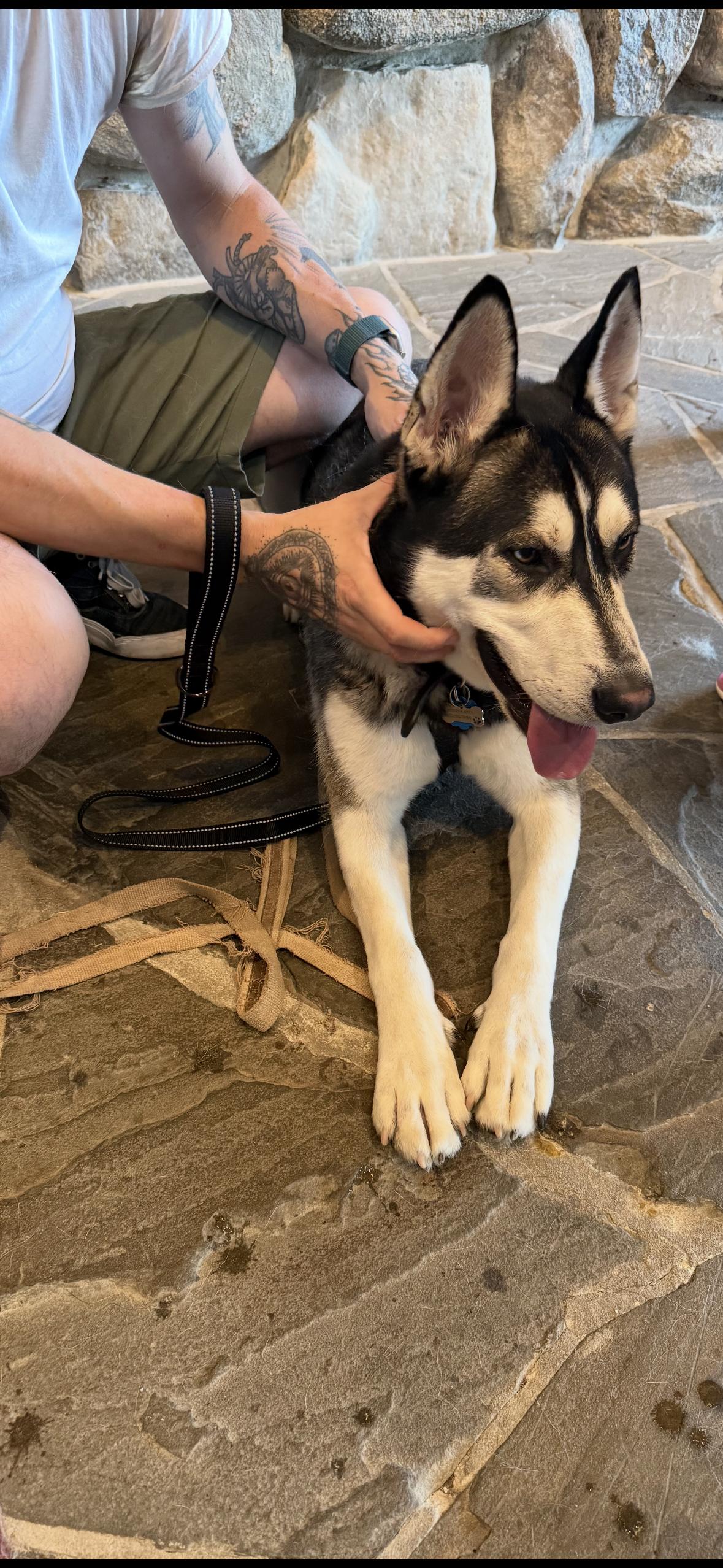 Bandido, a Adoptable mixed breed in York, PA image 2/2