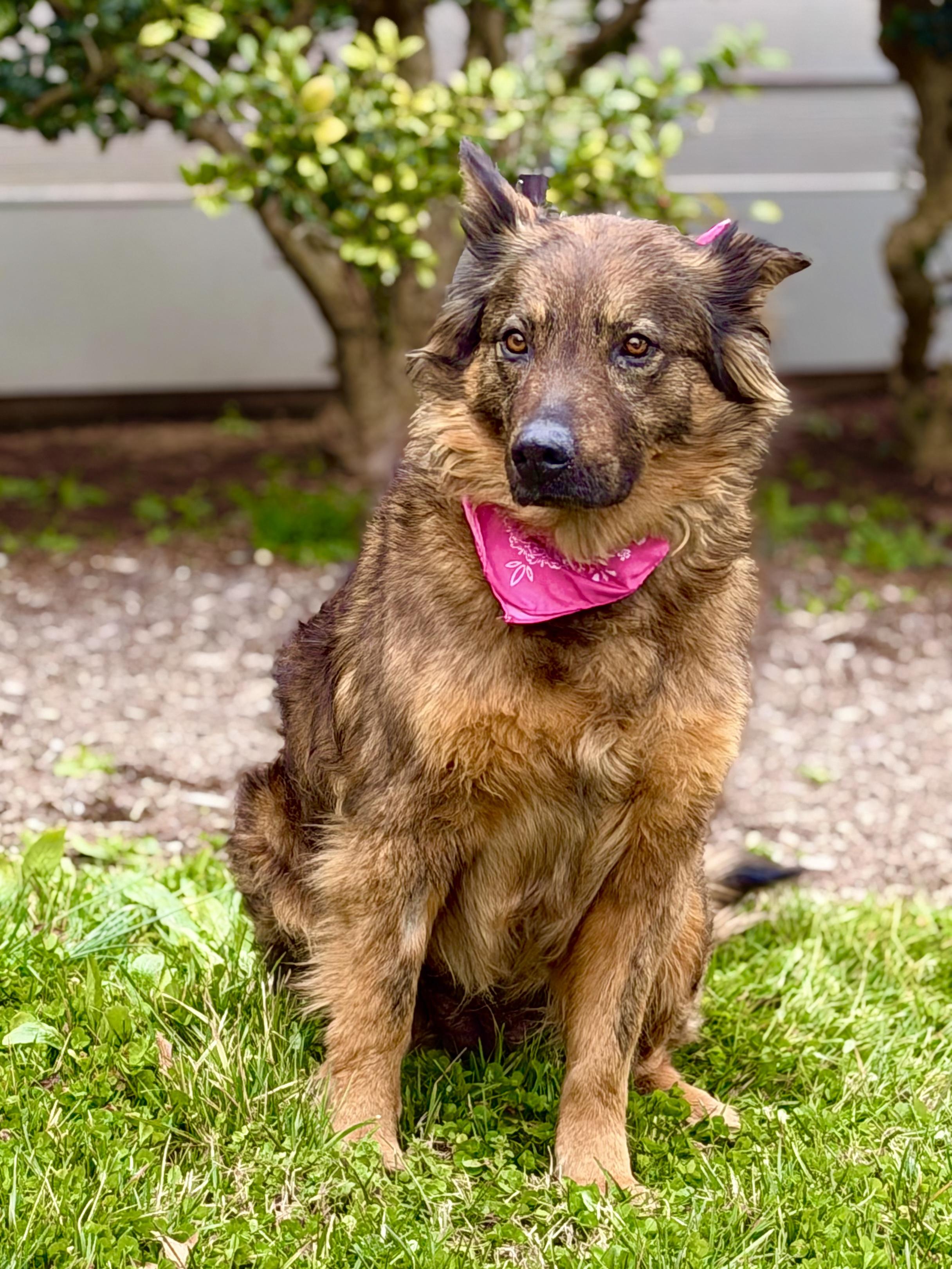 Enlarge Sasha, an adopted mixed breed in Maryville, TN image 4/6