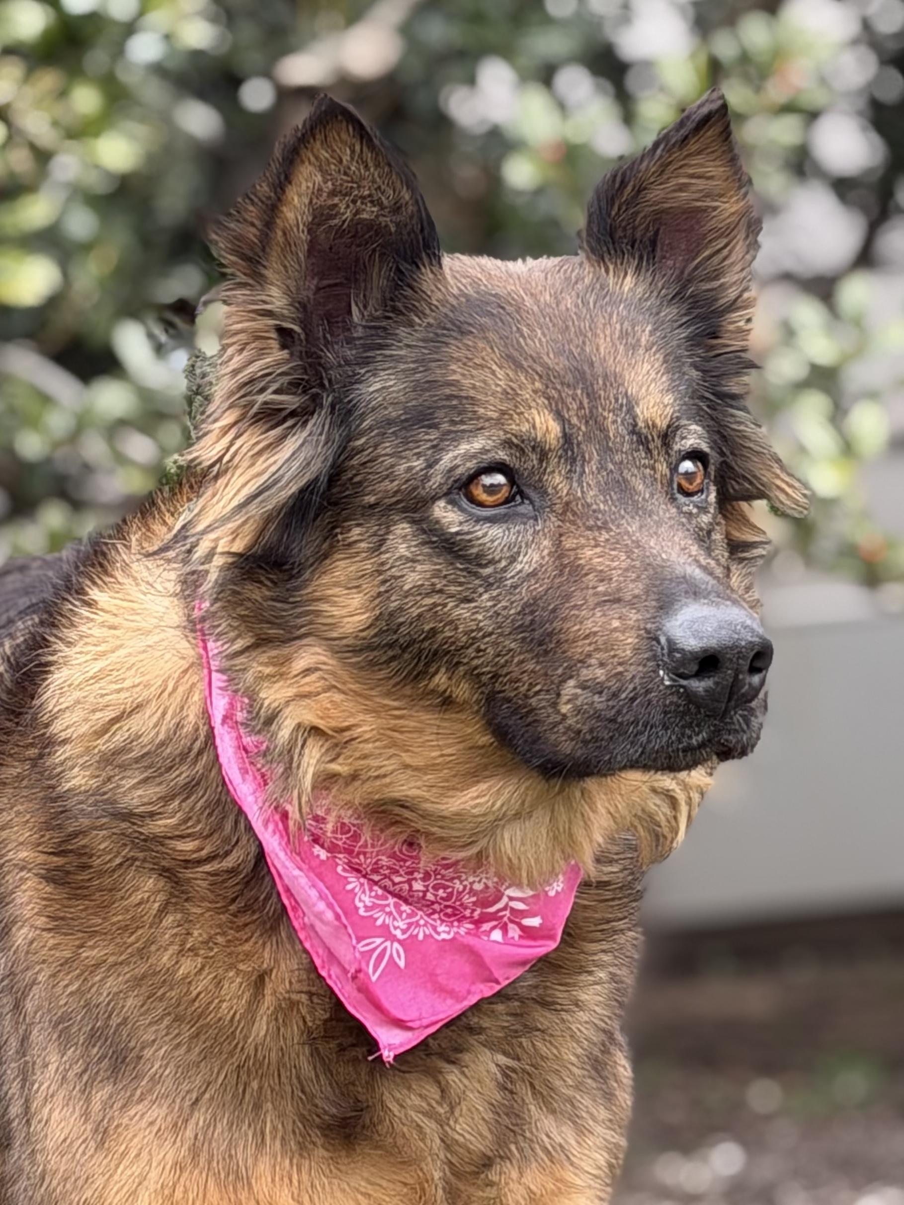 Enlarge Sasha, an adopted mixed breed in Maryville, TN image 5/6