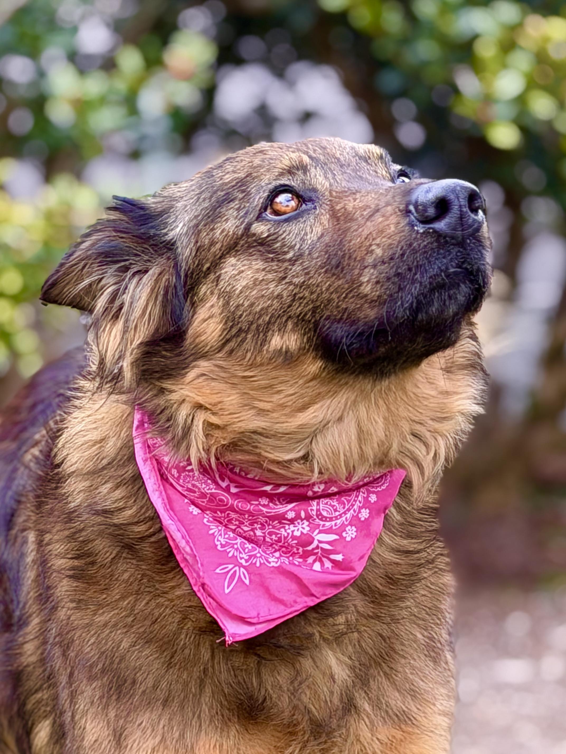 Enlarge Sasha, an adopted mixed breed in Maryville, TN image 1/6