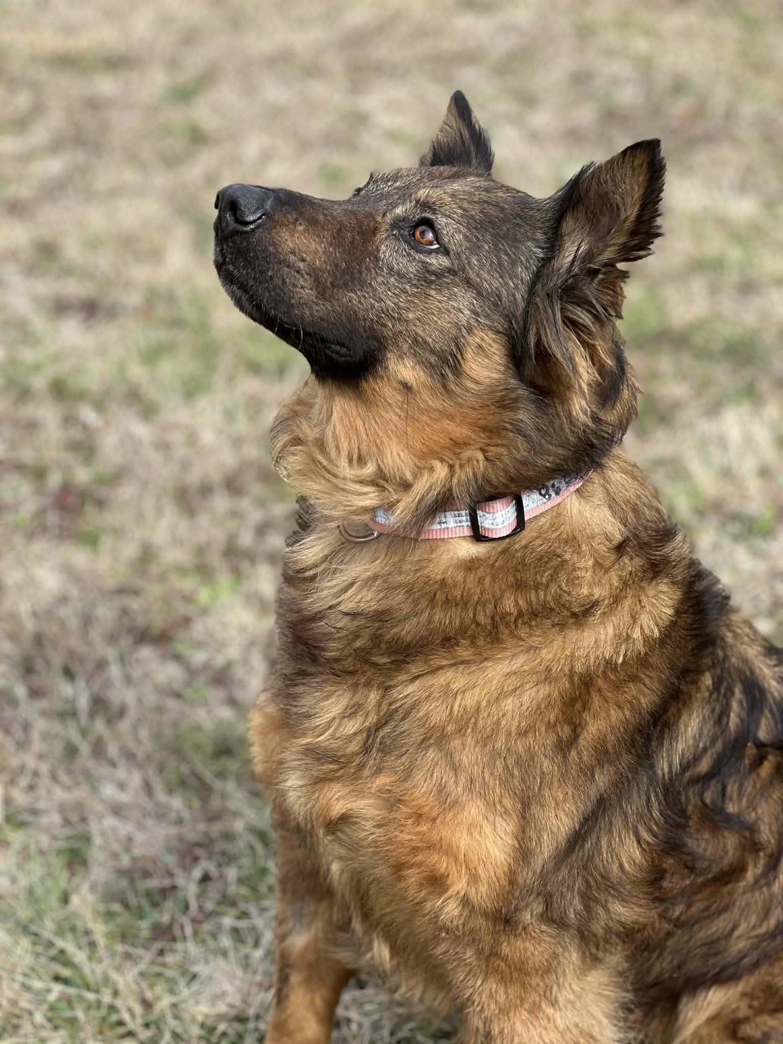 Enlarge Sasha, an adopted mixed breed in Maryville, TN image 6/6