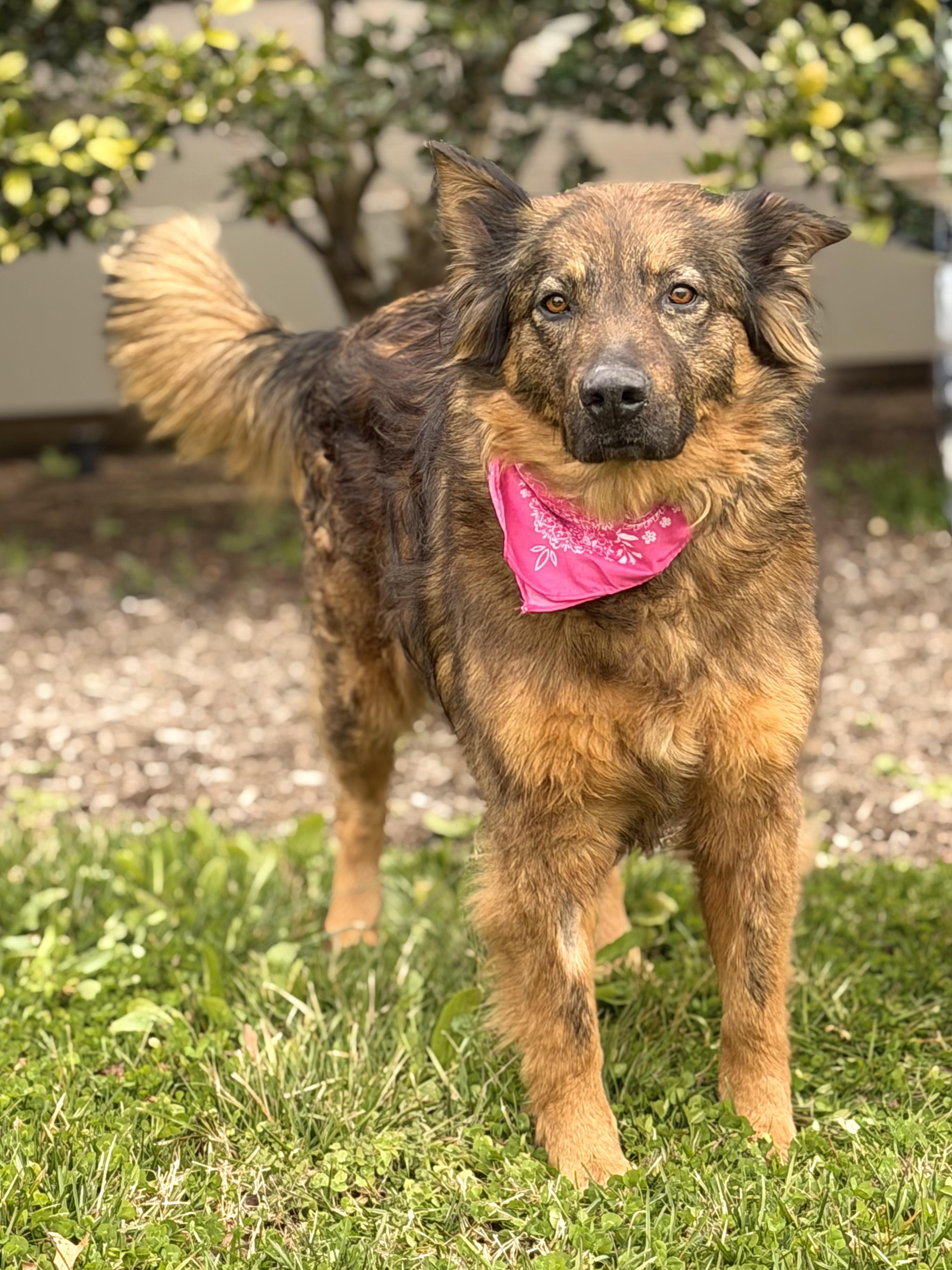 Enlarge Sasha, an adopted mixed breed in Maryville, TN image 3/6