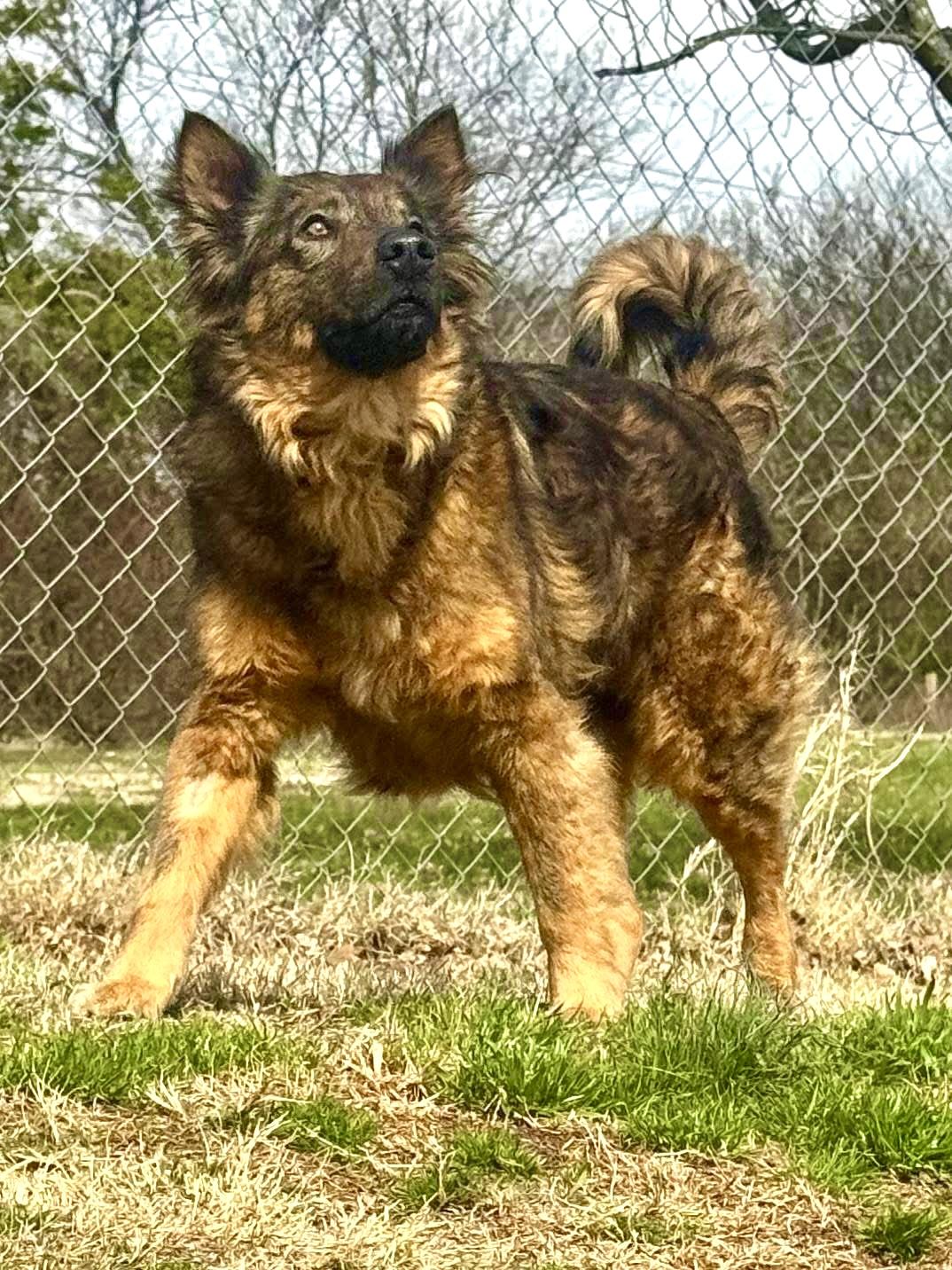 Sasha, ADOPTABLE, Young Female German Shepherd Dog & Shepherd.