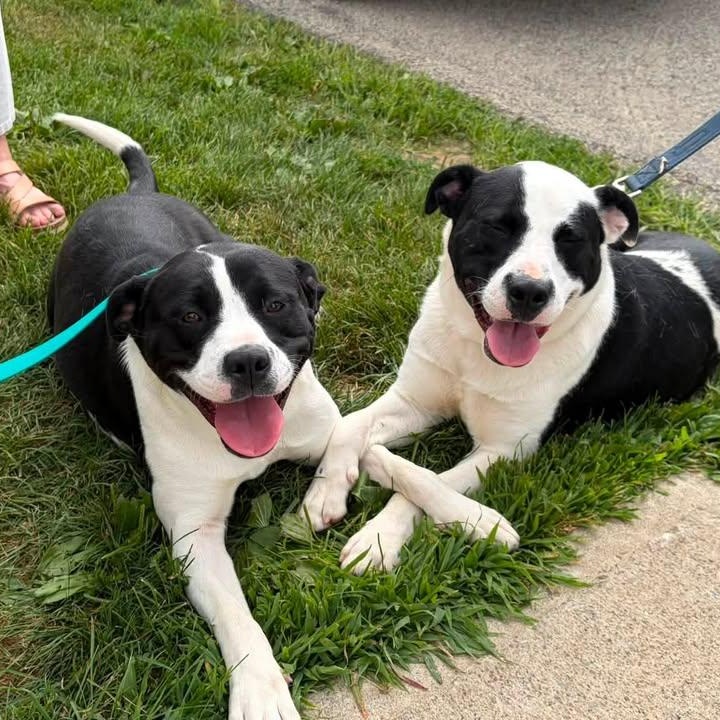 Piper, a ADOPTABLE mixed breed in Washington, PA image 6/6