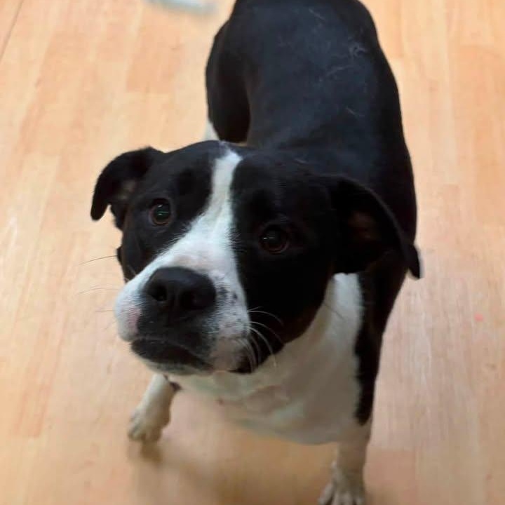 Piper, a ADOPTABLE mixed breed in Washington, PA image 4/6