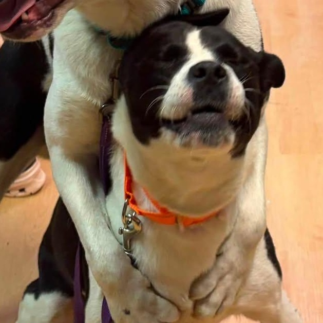 Piper, a ADOPTABLE mixed breed in Washington, PA image 5/6