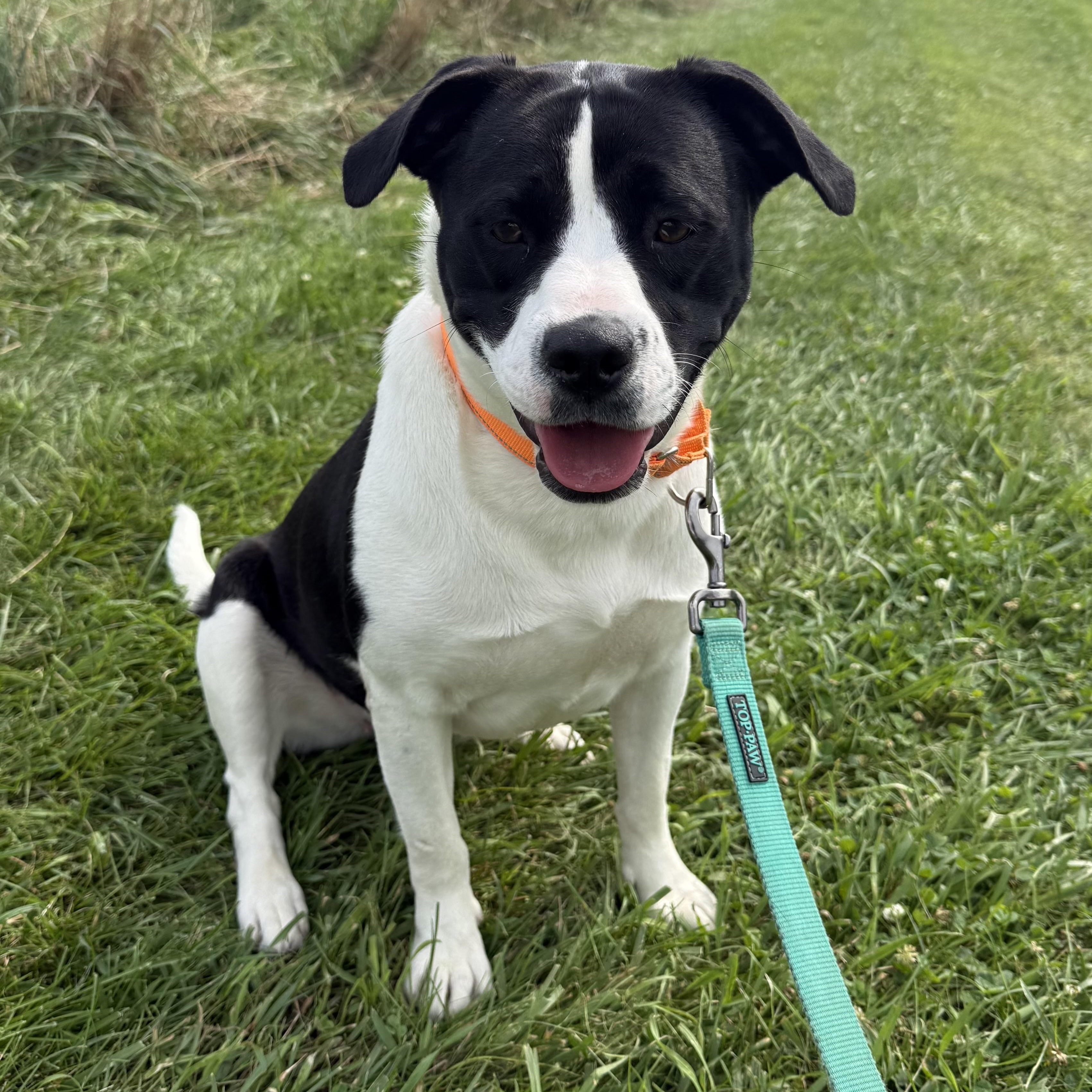 Piper, a ADOPTABLE mixed breed in Washington, PA image 1/6