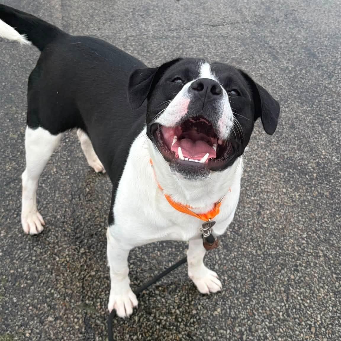 Piper, a ADOPTABLE mixed breed in Washington, PA image 6/6