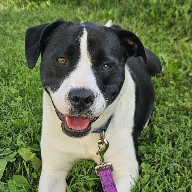 Piper, Adoptable, Adult Female Mixed Breed.