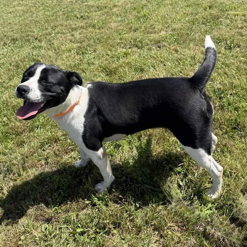 Piper, a ADOPTABLE mixed breed in Washington, PA image 3/6