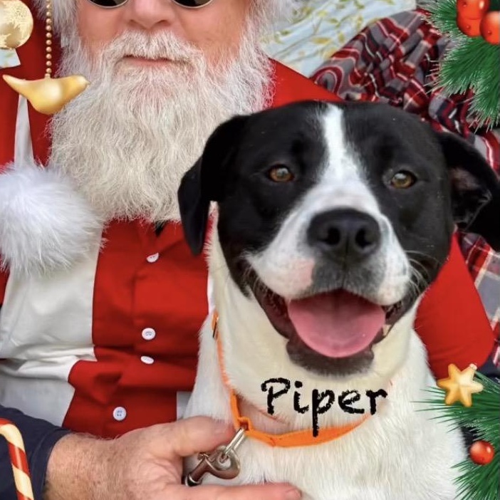 Piper, ADOPTABLE, Adult Female Mixed Breed.