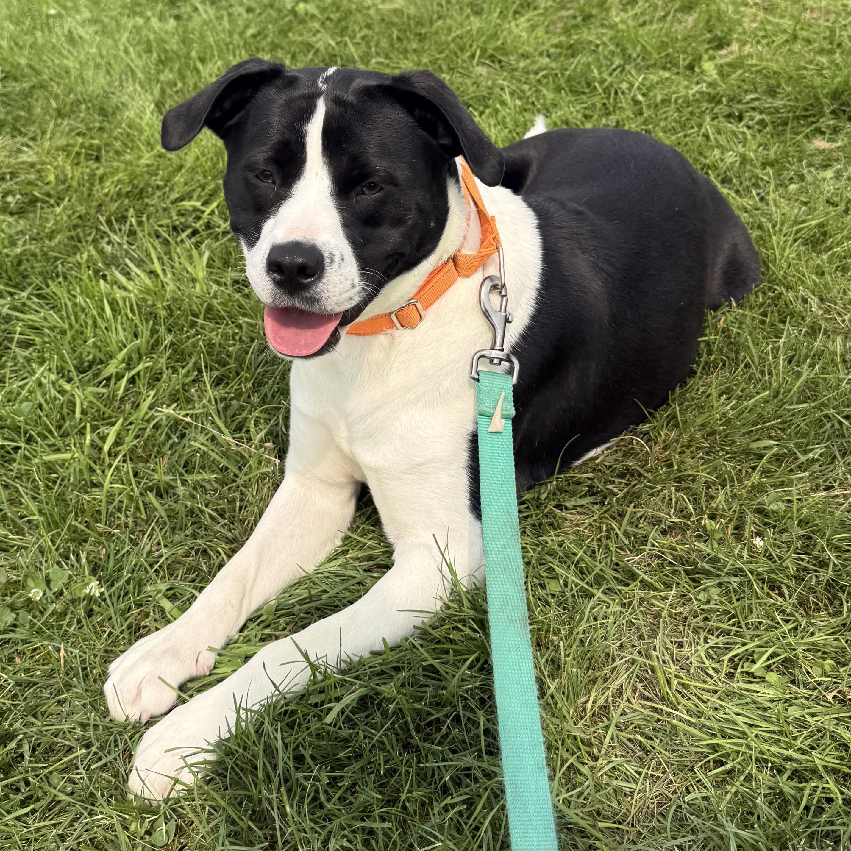 Piper, a ADOPTABLE mixed breed in Washington, PA image 2/6