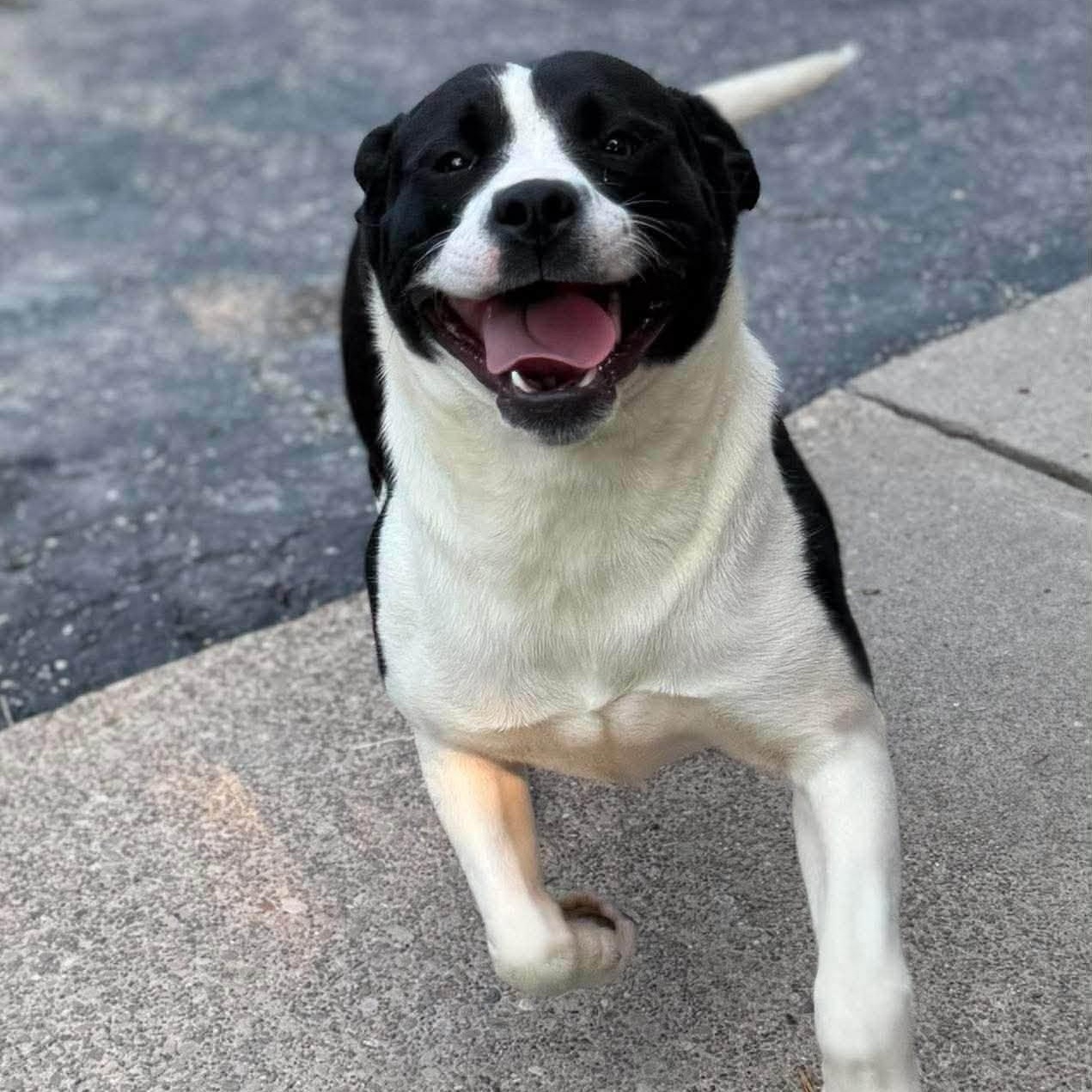 Piper, a ADOPTABLE mixed breed in Washington, PA image 2/6