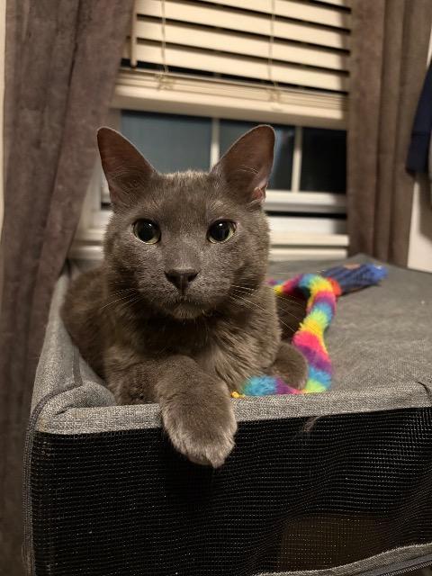 Tommie, Adoptable, Adult Male Domestic Short Hair.