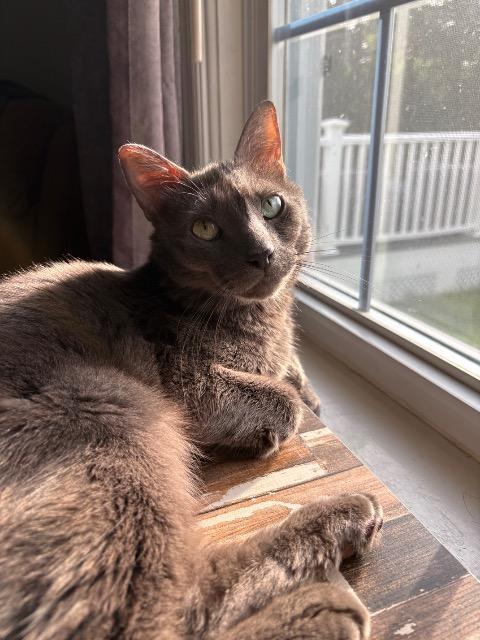 Enlarge Tommie, a Adoptable mixed breed in Pawtucket, RI image 5/6