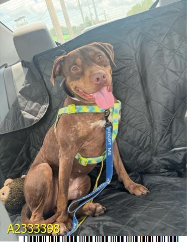 Enlarge COFFEE BEAN, a Adoptable mixed breed in West Palm Beach, FL image 1/1