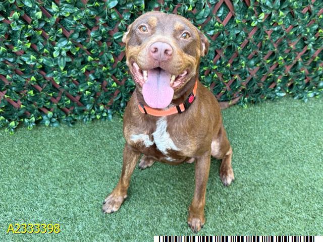 COFFEE BEAN, Adoptable, Adult Male Mixed Breed & Mixed Breed.