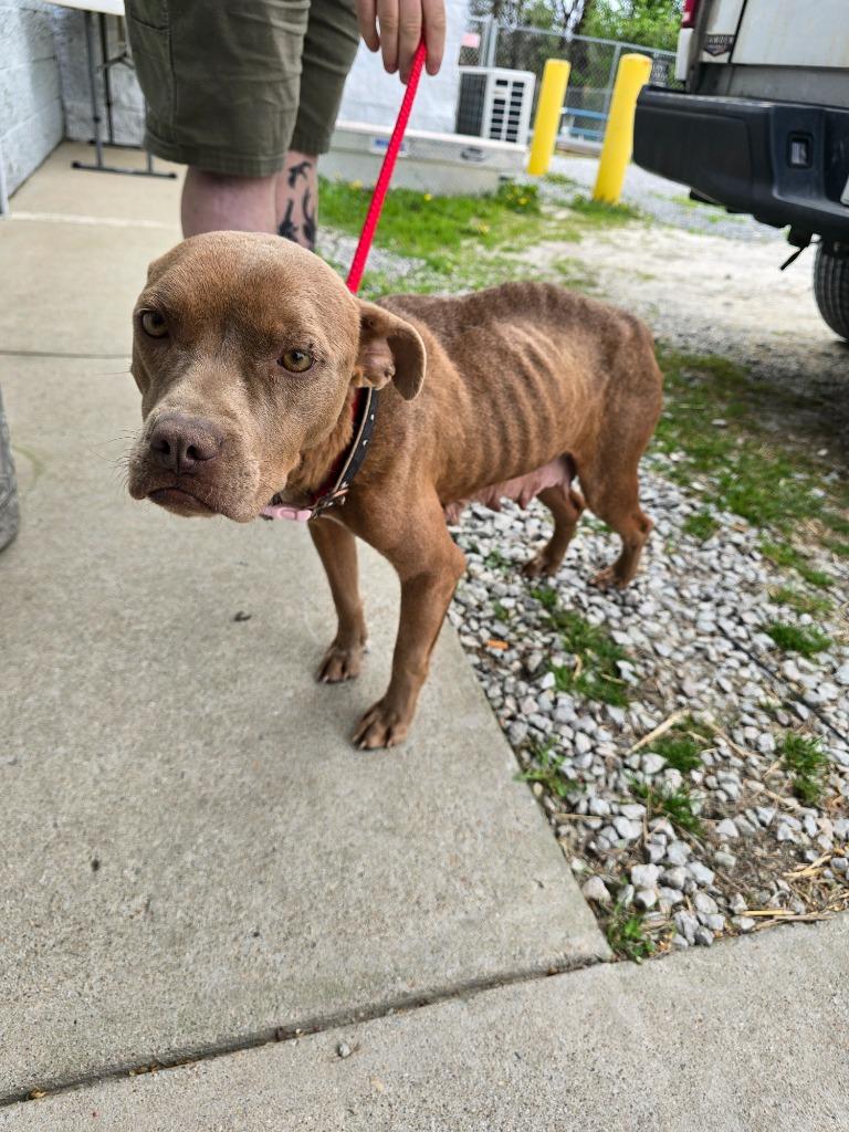 Sarah, Adoptable, Young Female Pit Bull Terrier.