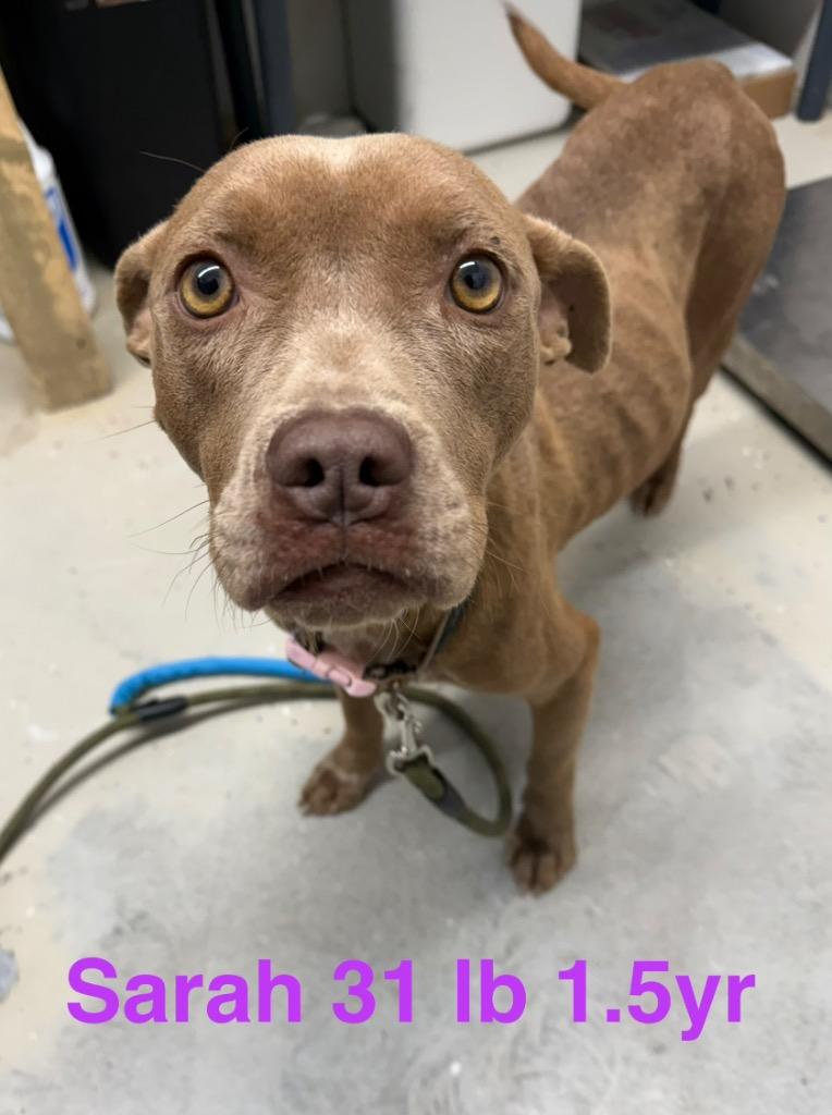 Enlarge Sarah, a Adoptable Pit Bull Terrier in Camden, TN image 2/2