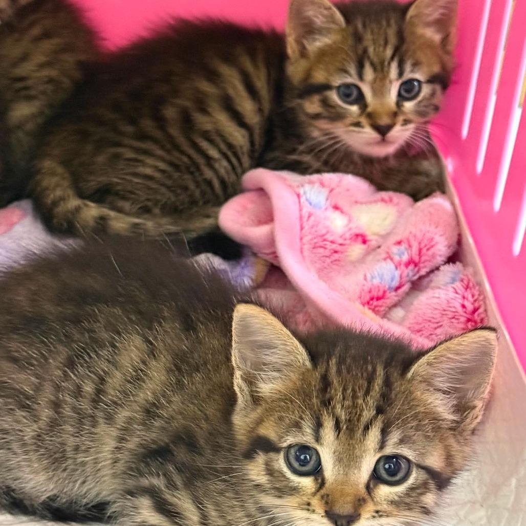 Singer Siblings: Adele, Adoptable, Kitten Female Domestic Short Hair.
