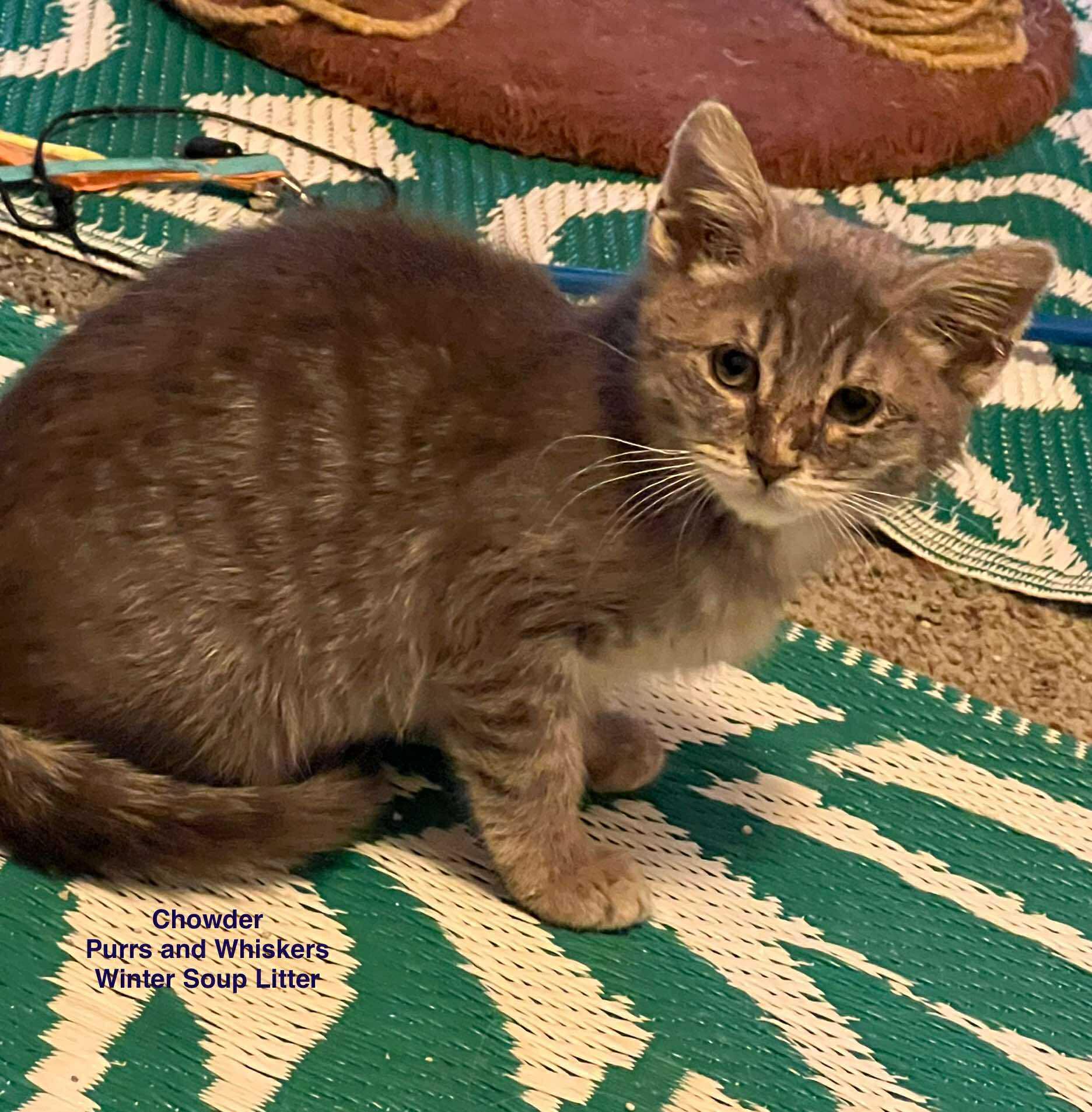 Enlarge Chowder, an adopted Domestic Short Hair in New Hartford, NY image 2/2