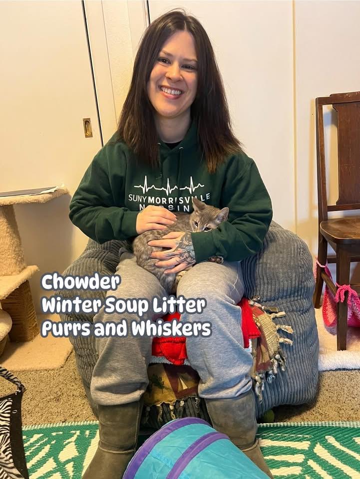 Enlarge Chowder, an adopted Domestic Short Hair in New Hartford, NY image 1/2