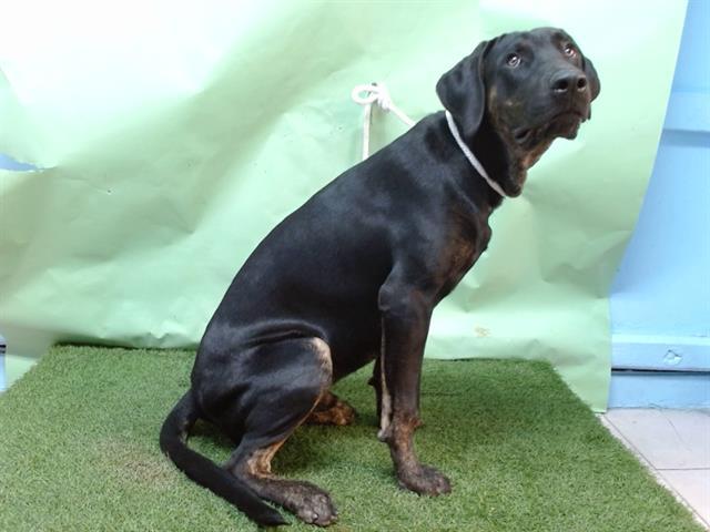 Enlarge KENT, a Adoptable mixed breed in Gardena, CA image 1/1