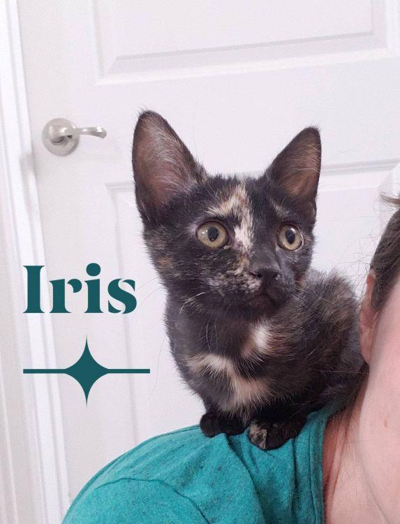 Enlarge Iris, a ADOPTABLE mixed breed in Richardson, TX image 1/4