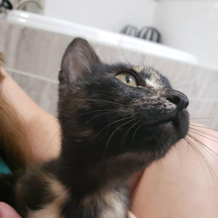 Enlarge Iris, a ADOPTABLE mixed breed in Richardson, TX image 2/4