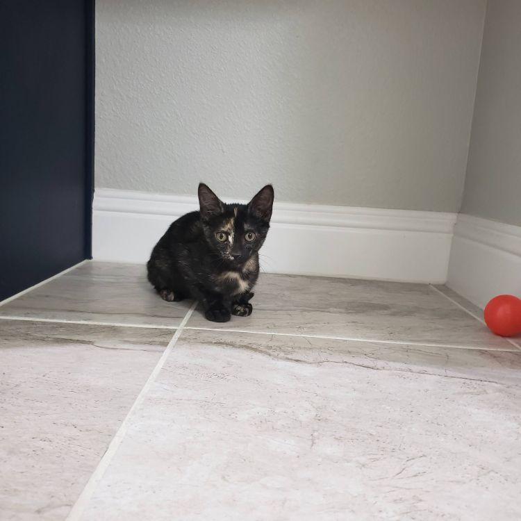 Enlarge Iris, a ADOPTABLE mixed breed in Richardson, TX image 4/4