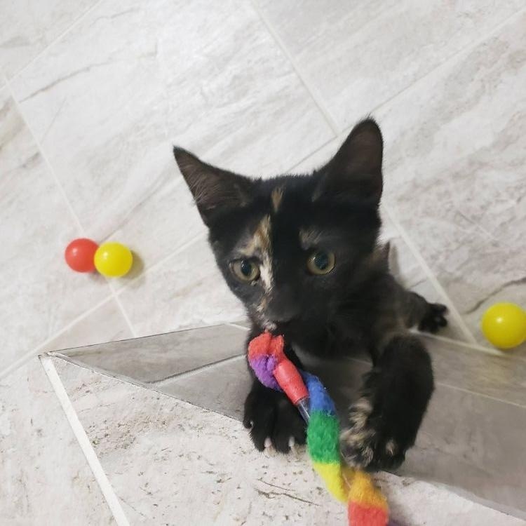 Enlarge Iris, a ADOPTABLE mixed breed in Richardson, TX image 3/4