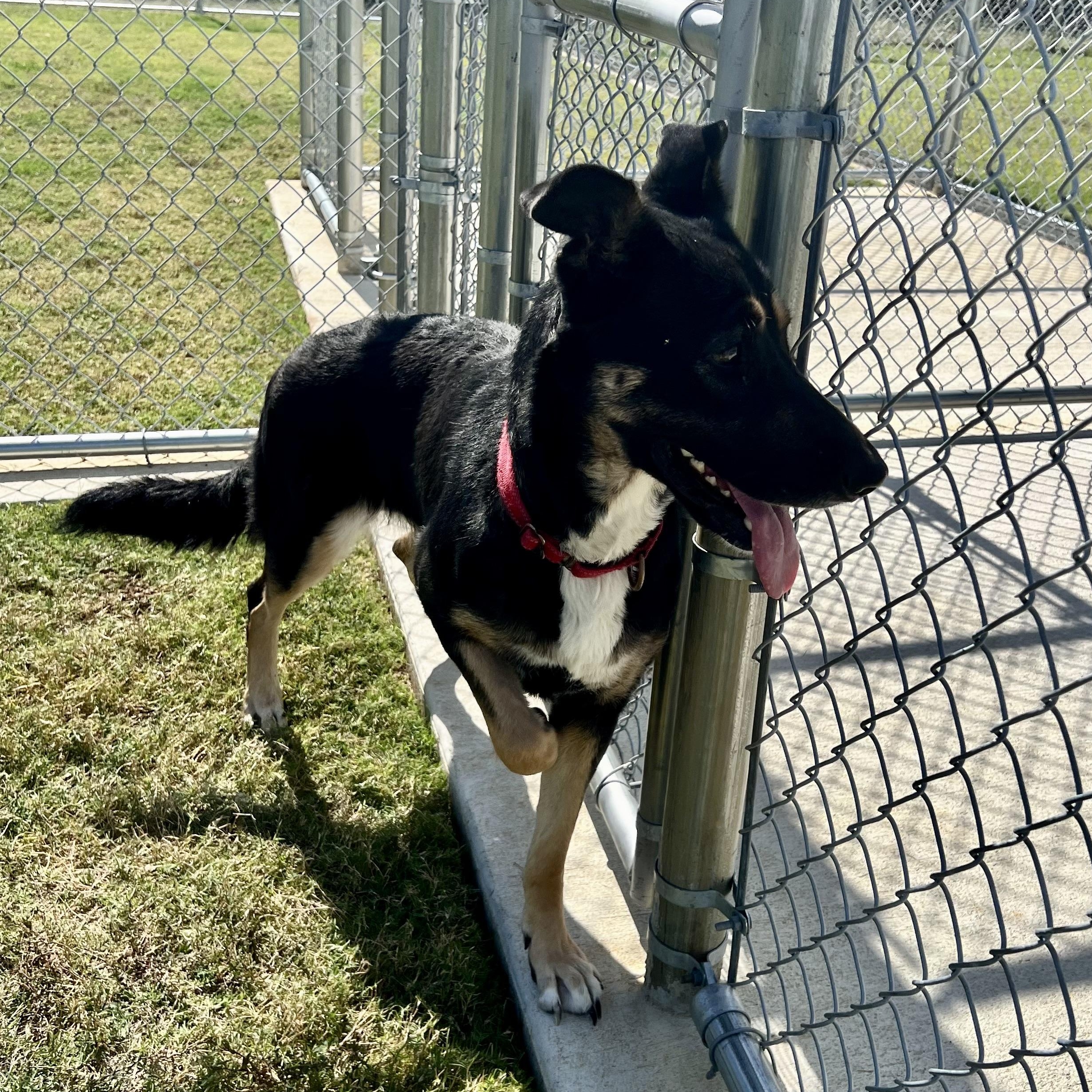 Lacey, a Adoptable mixed breed in Horn Lake, MS image 5/6