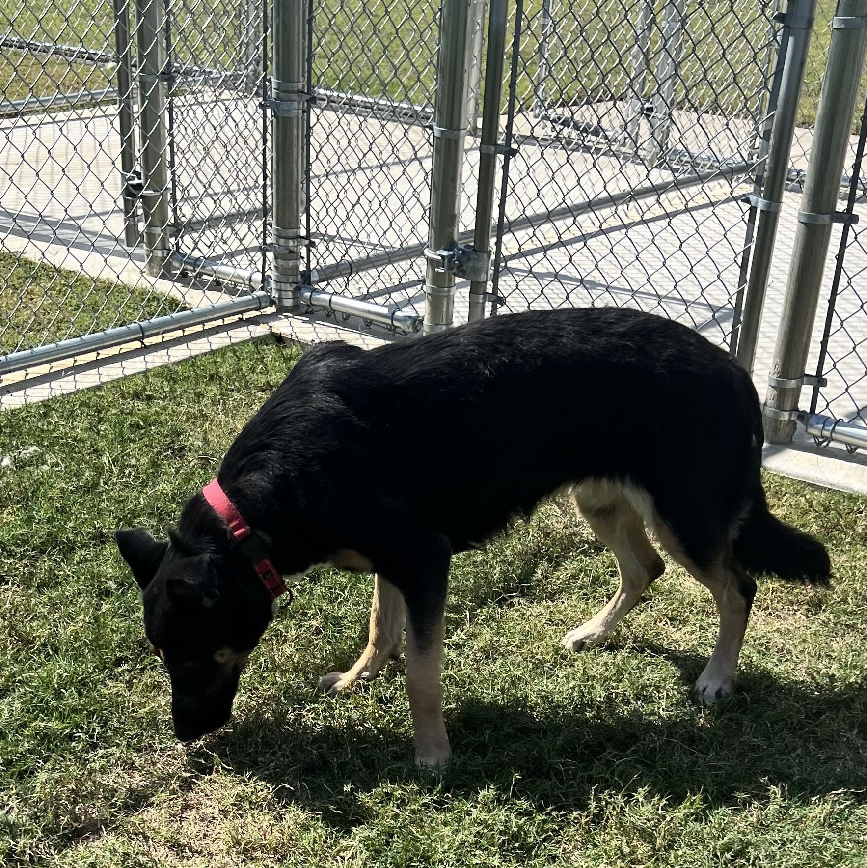 Lacey, a Adoptable mixed breed in Horn Lake, MS image 4/6
