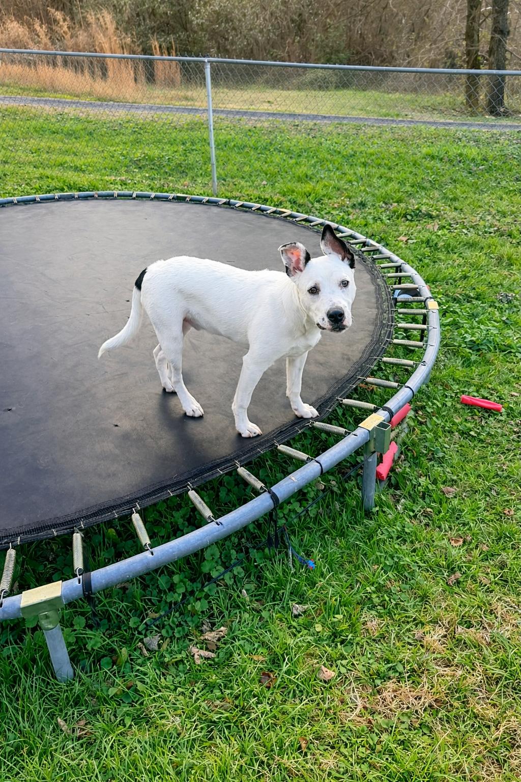 Enlarge Frankie, a ADOPTABLE mixed breed in Chickamauga, GA image 5/5