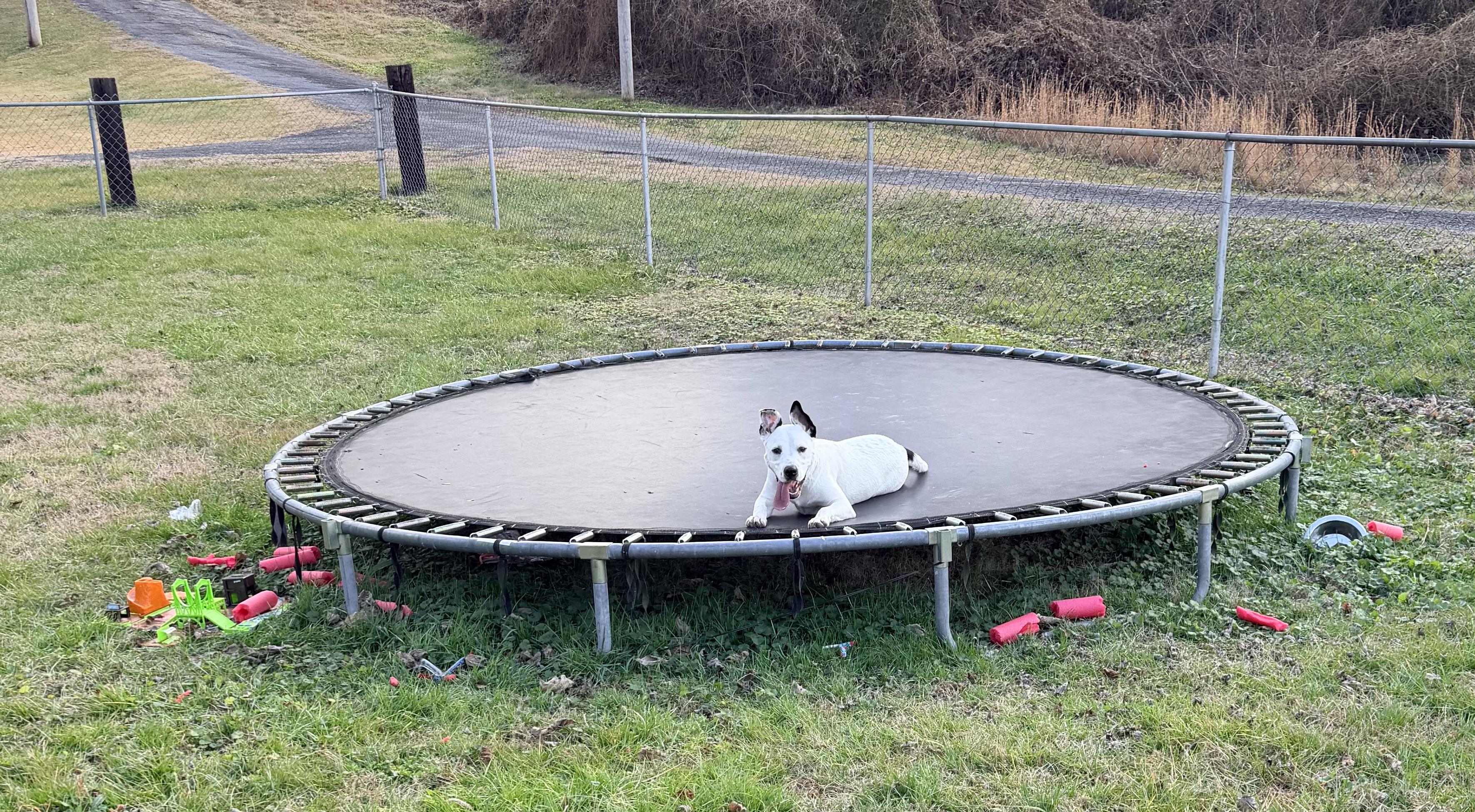 Enlarge Frankie, a ADOPTABLE mixed breed in Chickamauga, GA image 4/5