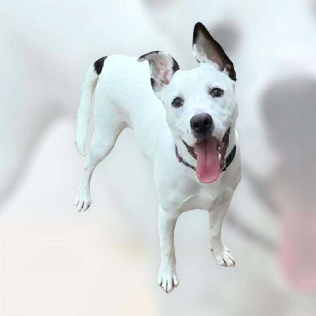 Enlarge Frankie, a ADOPTABLE mixed breed in Chickamauga, GA image 1/5