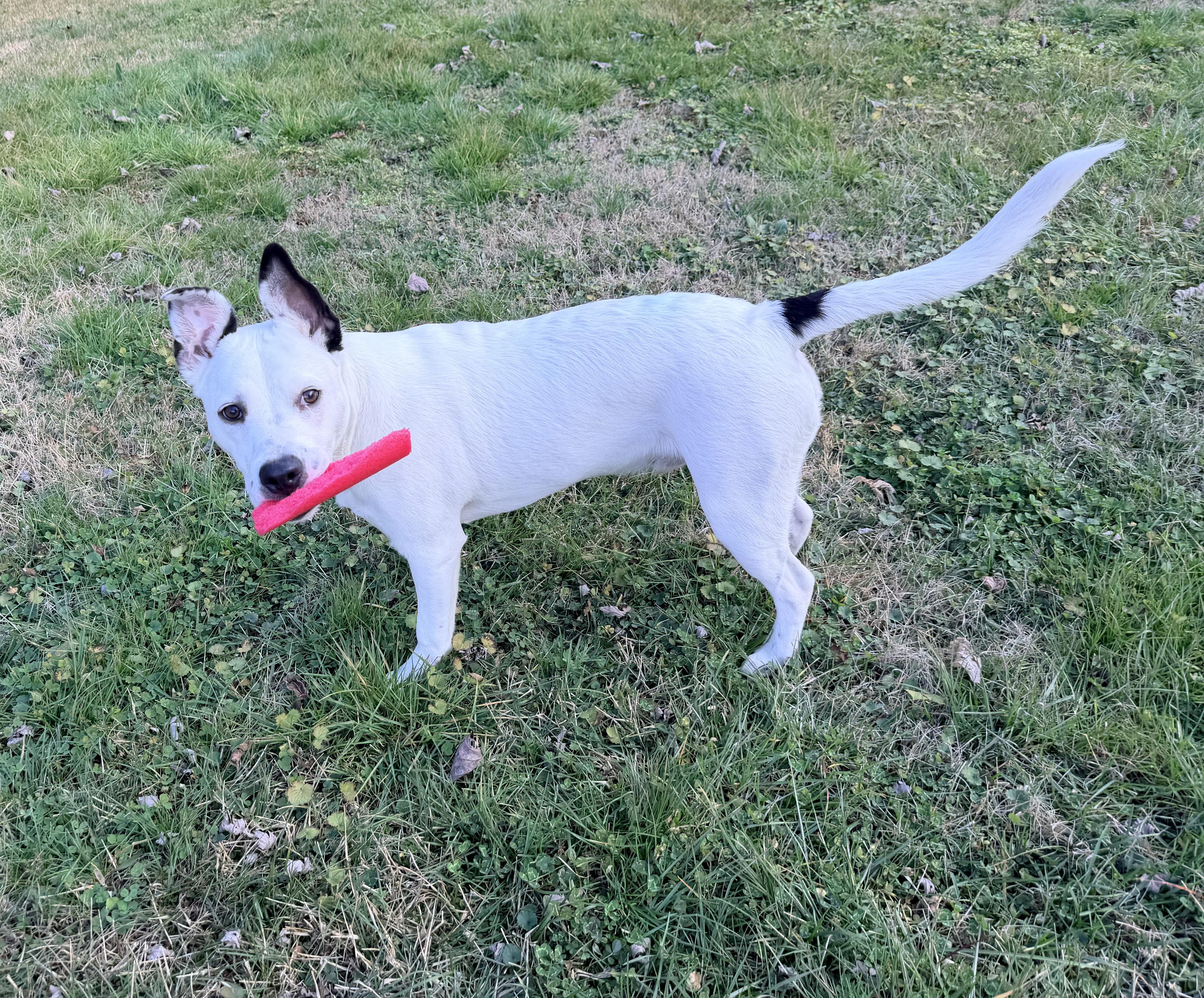 Enlarge Frankie, a ADOPTABLE mixed breed in Chickamauga, GA image 3/5