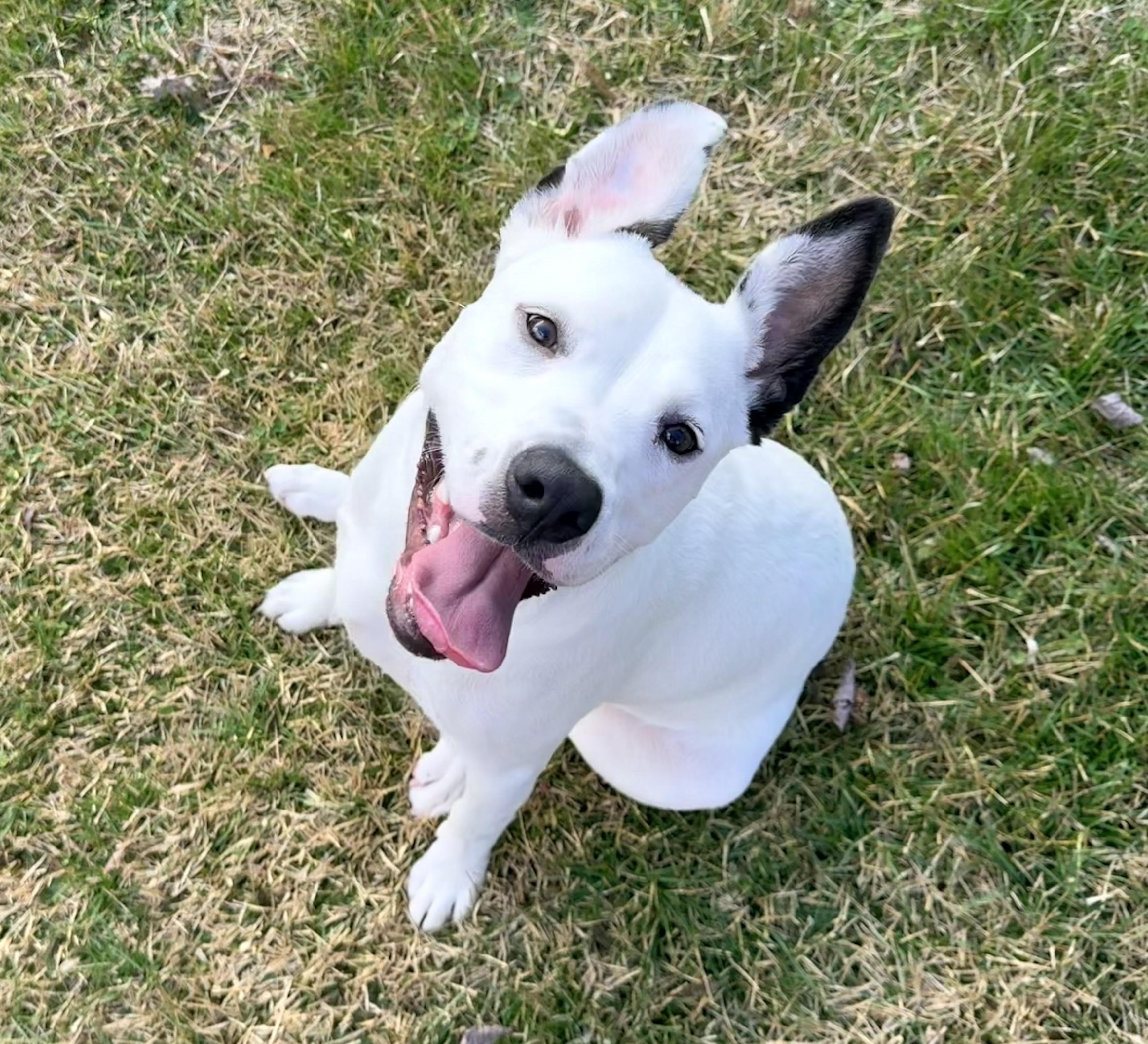 Enlarge Frankie, a ADOPTABLE mixed breed in Chickamauga, GA image 2/5