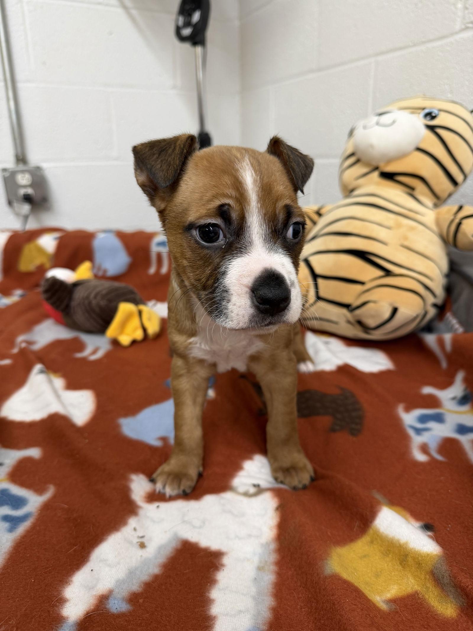 June, a Adoptable mixed breed in York, SC image 1/3