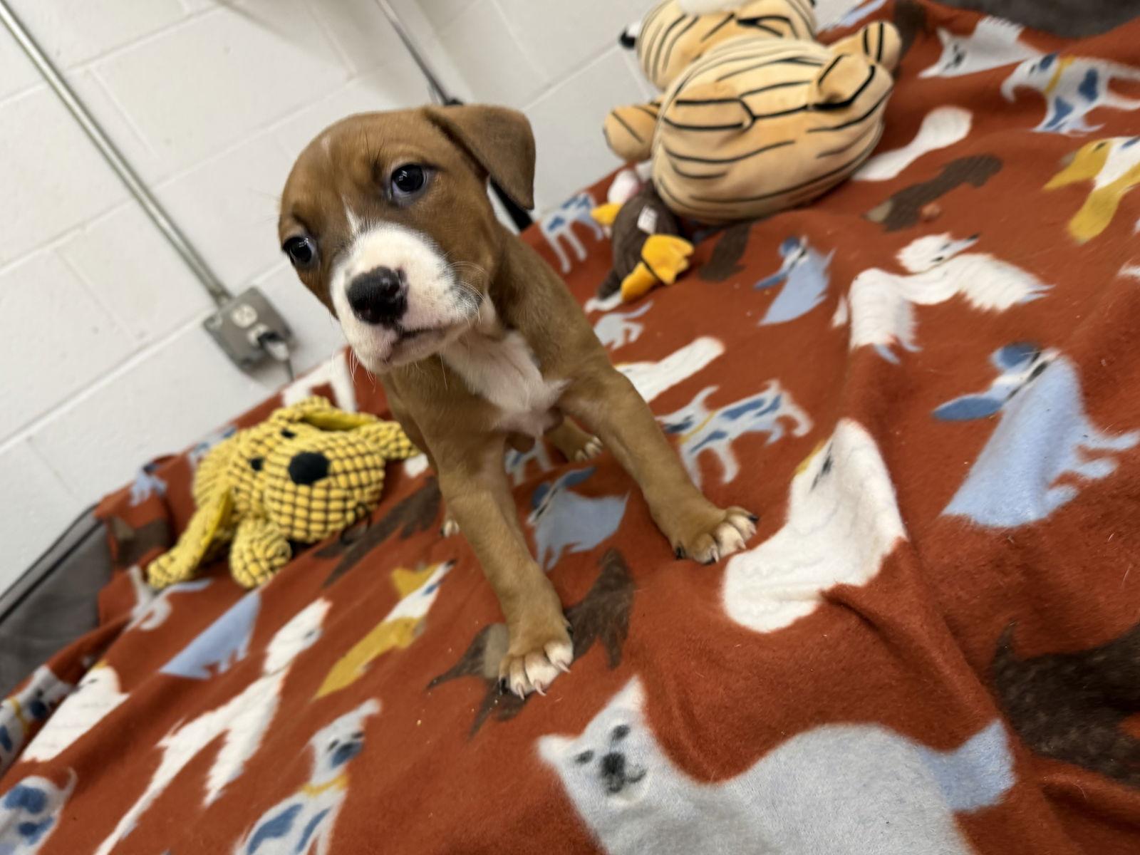 June, a Adoptable mixed breed in York, SC image 2/3