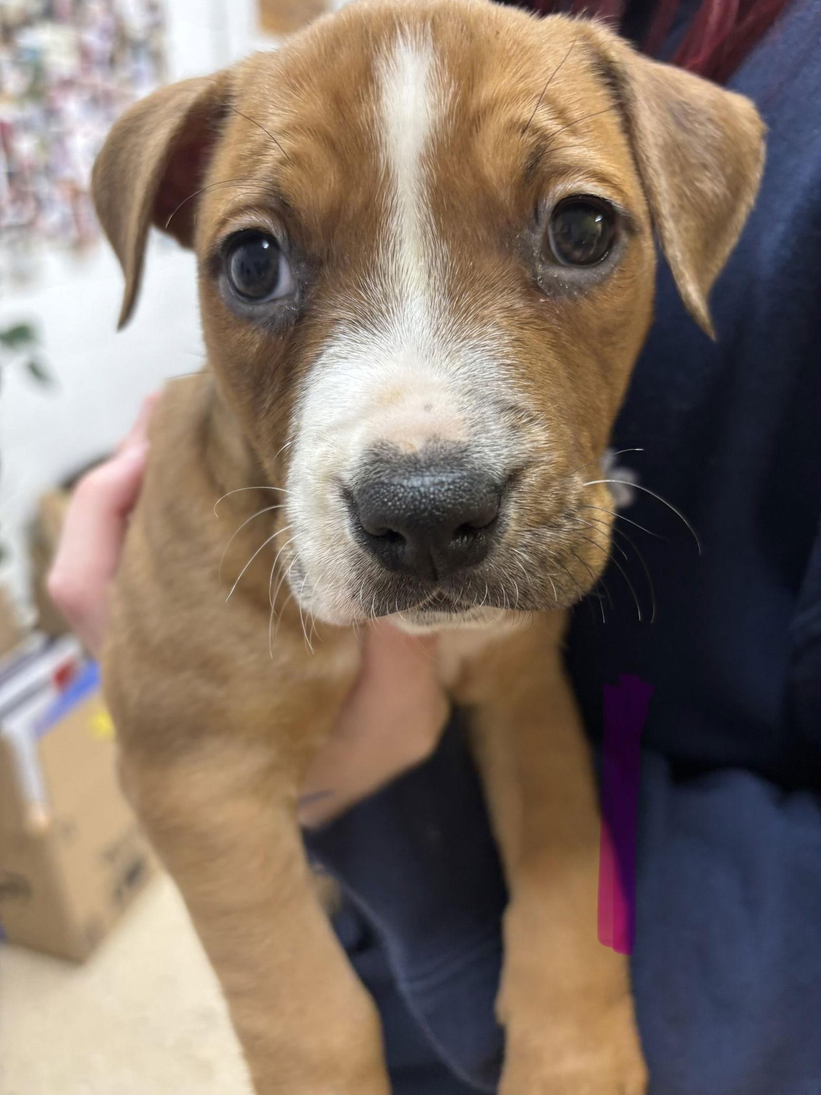 June, a Adoptable mixed breed in York, SC image 3/3