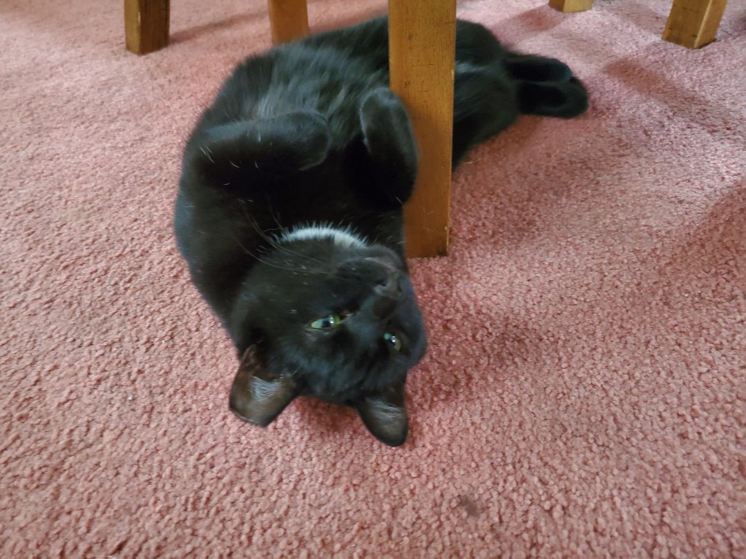 Enlarge Celeste, a Adoptable Domestic Short Hair in Carnegie, PA image 2/6