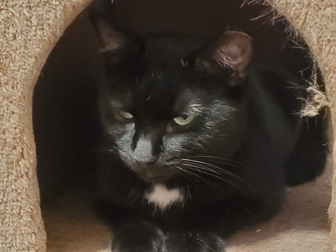 Enlarge Celeste, a Adoptable Domestic Short Hair in Carnegie, PA image 3/6