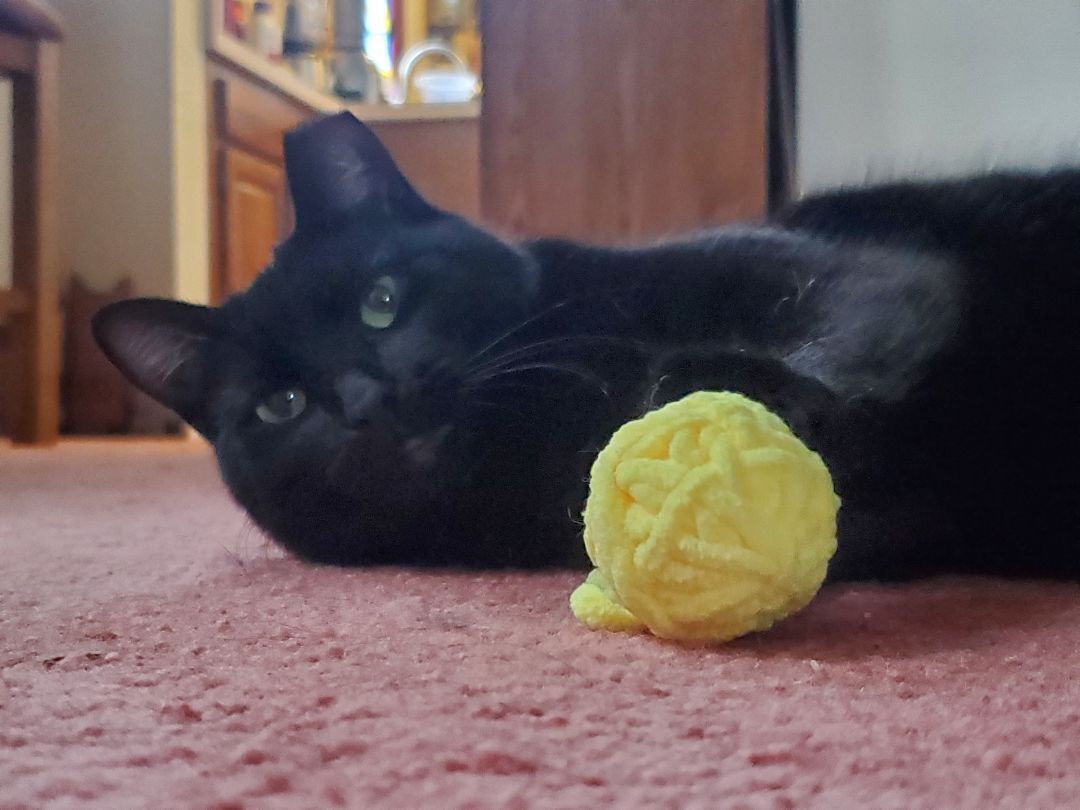 Celeste, Adoptable, Adult Female Domestic Short Hair.