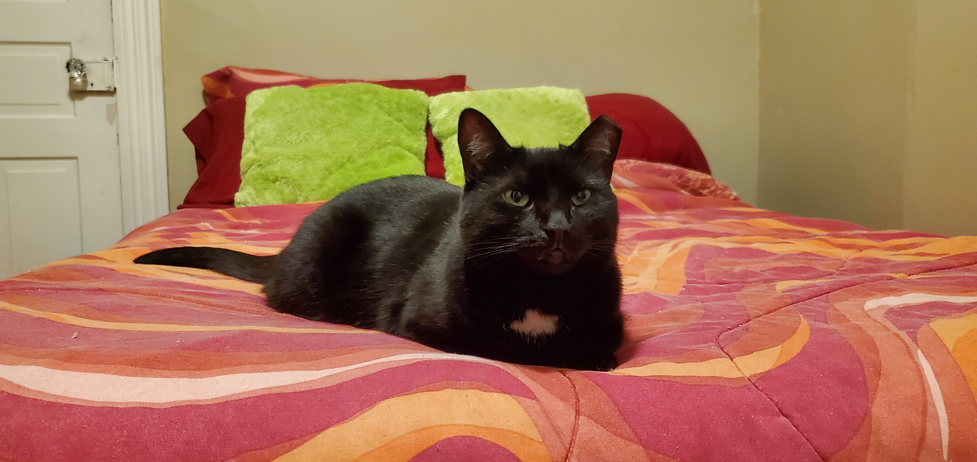 Enlarge Celeste, a Adoptable Domestic Short Hair in Carnegie, PA image 6/6