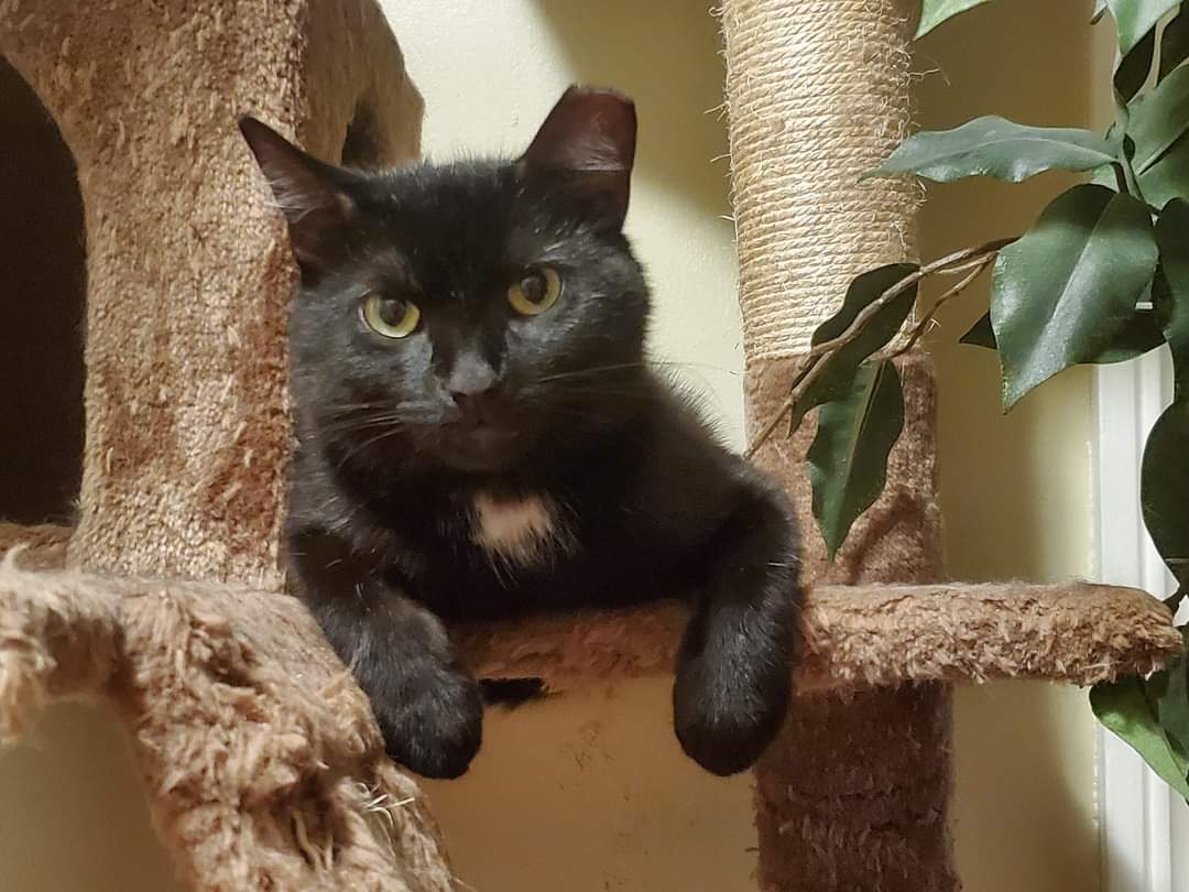 Enlarge Celeste, a Adoptable Domestic Short Hair in Carnegie, PA image 4/6