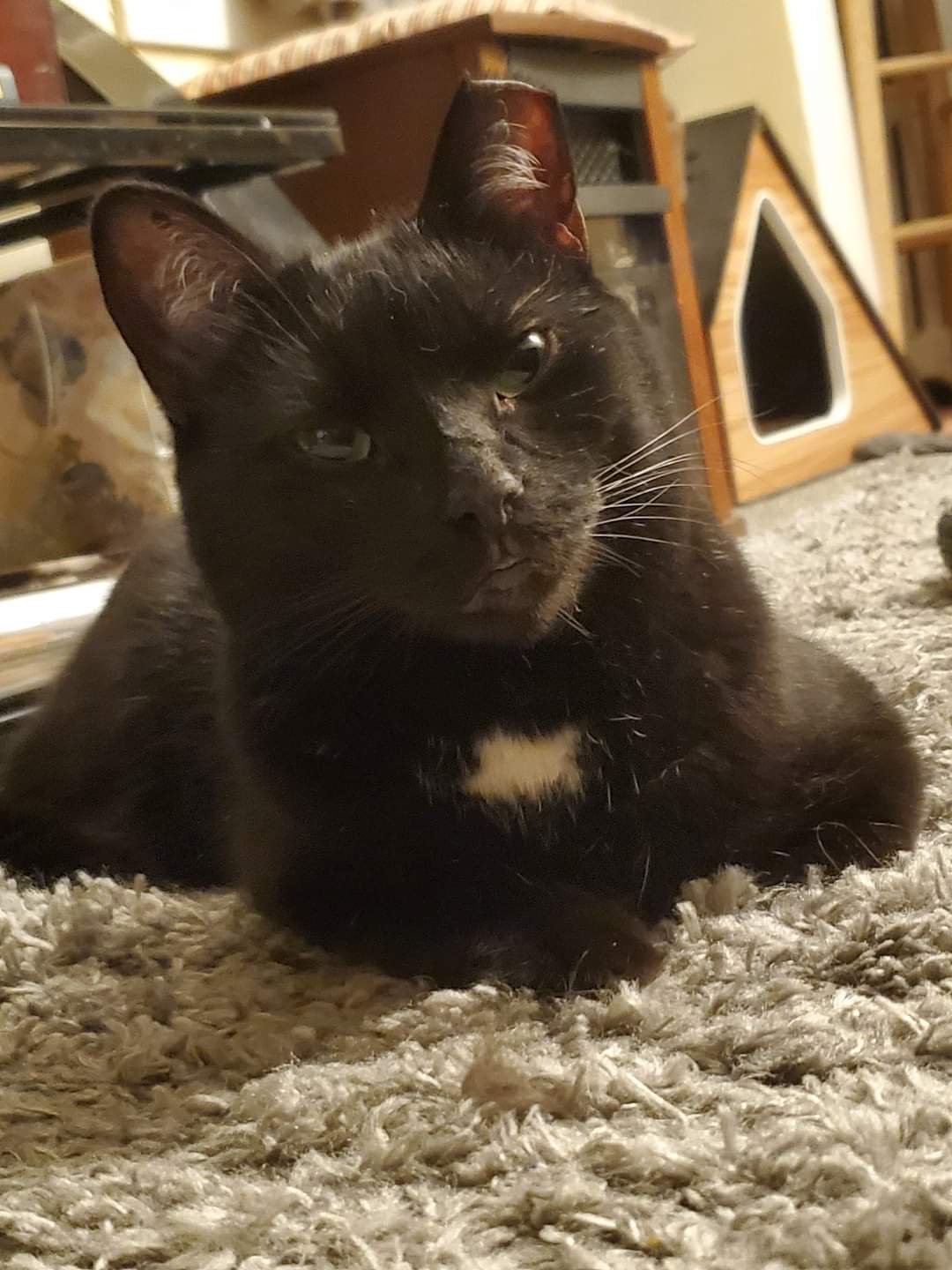 Enlarge Celeste, a Adoptable Domestic Short Hair in Carnegie, PA image 5/6